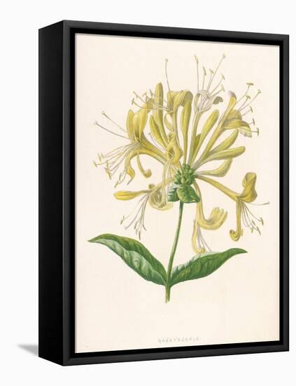 Honeysuckle-F. Edward Hulme-Framed Premier Image Canvas