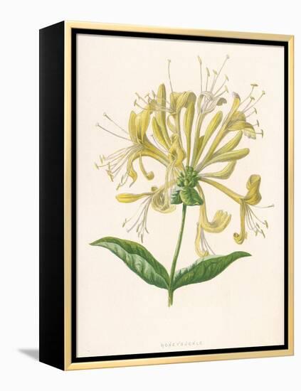 Honeysuckle-F. Edward Hulme-Framed Premier Image Canvas