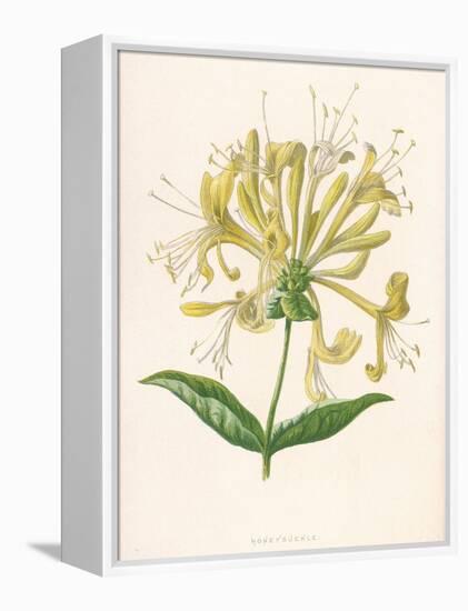 Honeysuckle-F. Edward Hulme-Framed Premier Image Canvas