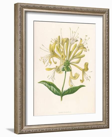 Honeysuckle-F. Edward Hulme-Framed Photographic Print