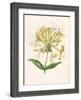 Honeysuckle-F. Edward Hulme-Framed Photographic Print