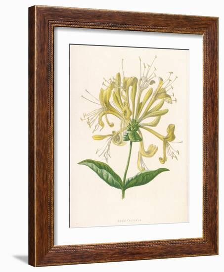 Honeysuckle-F. Edward Hulme-Framed Photographic Print