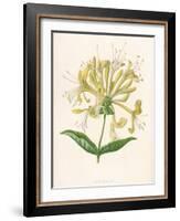 Honeysuckle-F. Edward Hulme-Framed Photographic Print