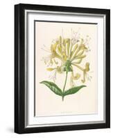 Honeysuckle-F. Edward Hulme-Framed Photographic Print