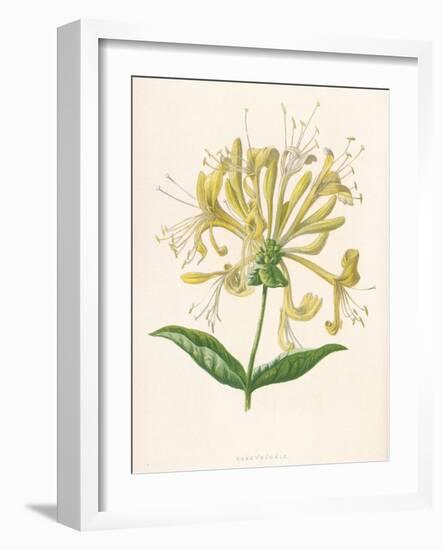 Honeysuckle-F. Edward Hulme-Framed Photographic Print