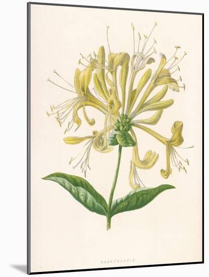 Honeysuckle-F. Edward Hulme-Mounted Photographic Print