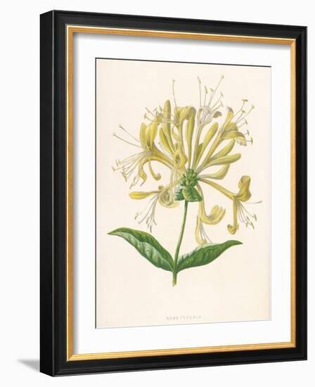 Honeysuckle-F. Edward Hulme-Framed Photographic Print