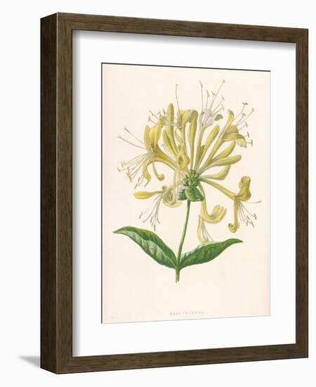 Honeysuckle-F. Edward Hulme-Framed Photographic Print