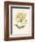 Honeysuckle-F. Edward Hulme-Framed Photographic Print