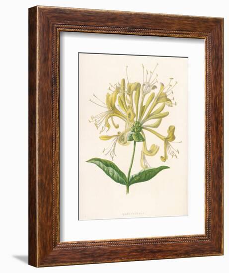 Honeysuckle-F. Edward Hulme-Framed Photographic Print