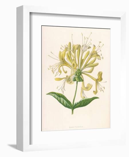 Honeysuckle-F. Edward Hulme-Framed Photographic Print