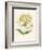 Honeysuckle-F. Edward Hulme-Framed Photographic Print