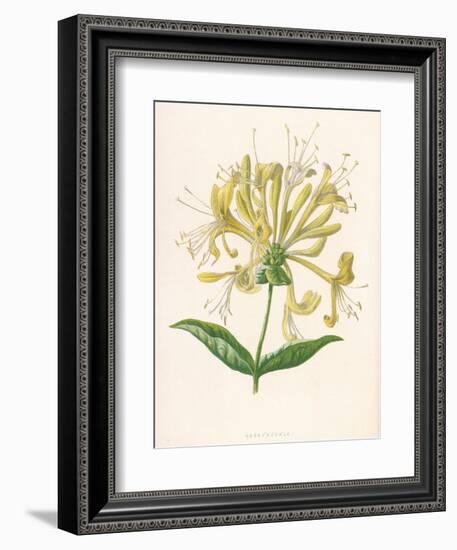 Honeysuckle-F. Edward Hulme-Framed Photographic Print