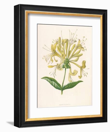 Honeysuckle-F. Edward Hulme-Framed Photographic Print