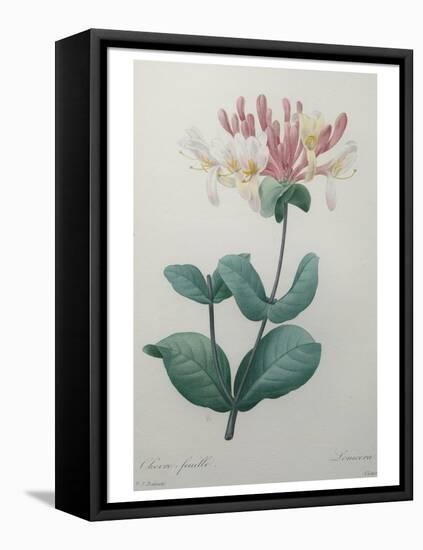 Honeysuckle-Pierre-Joseph Redoute-Framed Stretched Canvas