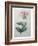 Honeysuckle-Pierre-Joseph Redoute-Framed Art Print