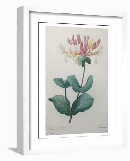 Honeysuckle-Pierre-Joseph Redoute-Framed Art Print