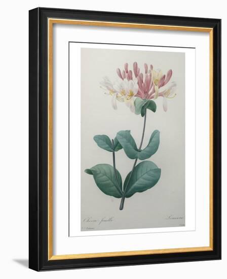 Honeysuckle-Pierre-Joseph Redoute-Framed Art Print