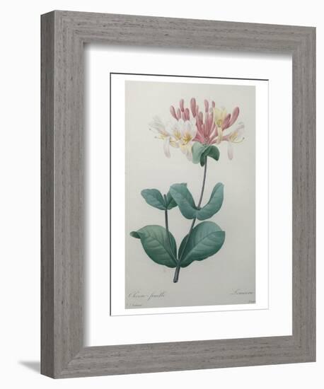 Honeysuckle-Pierre-Joseph Redoute-Framed Art Print