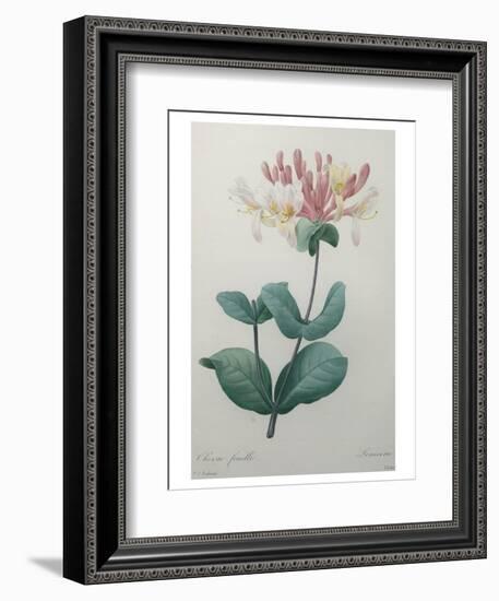 Honeysuckle-Pierre-Joseph Redoute-Framed Art Print