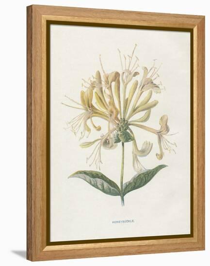 Honeysuckle-Gwendolyn Babbitt-Framed Stretched Canvas