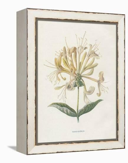 Honeysuckle-Gwendolyn Babbitt-Framed Stretched Canvas