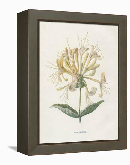 Honeysuckle-Gwendolyn Babbitt-Framed Stretched Canvas