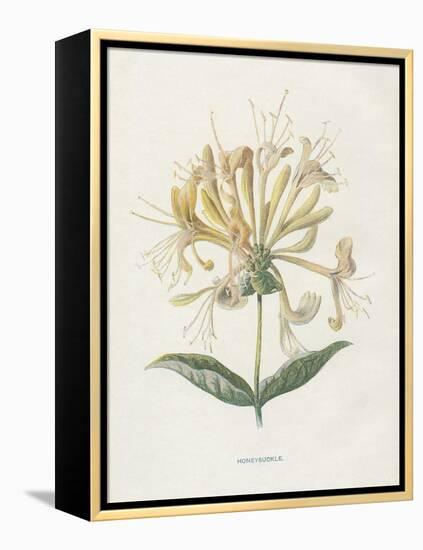 Honeysuckle-Gwendolyn Babbitt-Framed Stretched Canvas