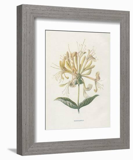 Honeysuckle-Gwendolyn Babbitt-Framed Art Print