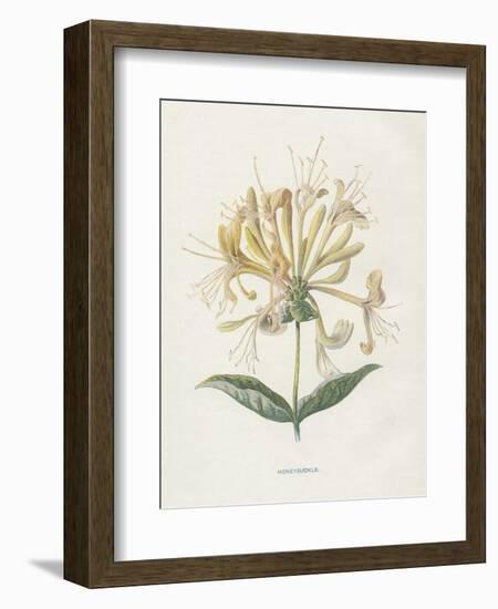 Honeysuckle-Gwendolyn Babbitt-Framed Art Print