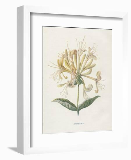 Honeysuckle-Gwendolyn Babbitt-Framed Art Print