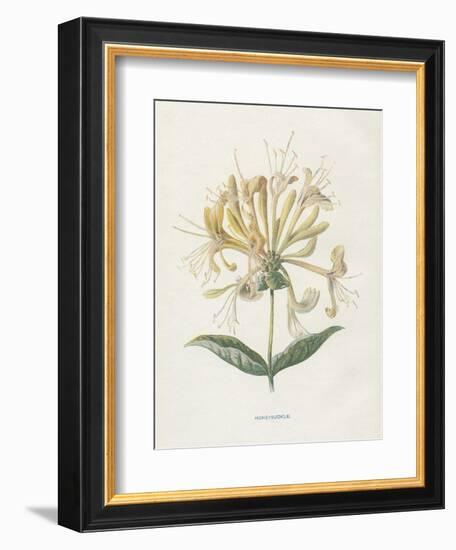 Honeysuckle-Gwendolyn Babbitt-Framed Art Print