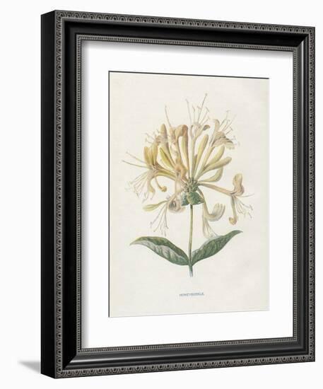 Honeysuckle-Gwendolyn Babbitt-Framed Premium Giclee Print