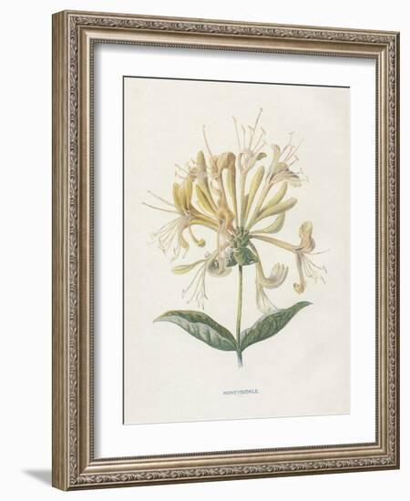 Honeysuckle-Gwendolyn Babbitt-Framed Art Print