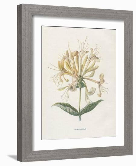 Honeysuckle-Gwendolyn Babbitt-Framed Art Print