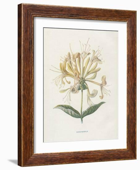 Honeysuckle-Gwendolyn Babbitt-Framed Art Print