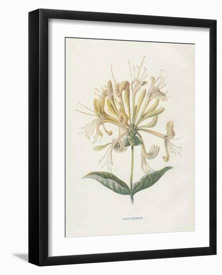 Honeysuckle-Gwendolyn Babbitt-Framed Art Print