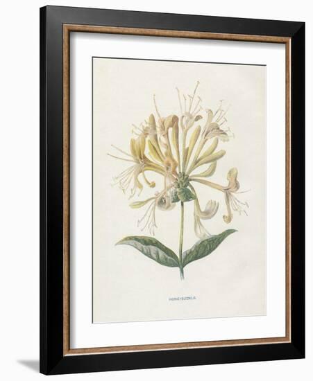 Honeysuckle-Gwendolyn Babbitt-Framed Art Print