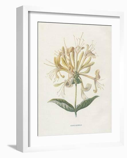 Honeysuckle-Gwendolyn Babbitt-Framed Art Print