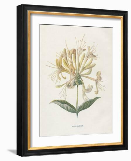 Honeysuckle-Gwendolyn Babbitt-Framed Art Print