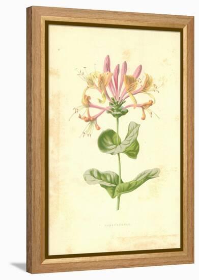 Honeysuckle-Frederick Edward Hulme-Framed Premier Image Canvas