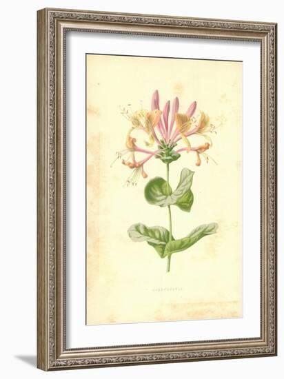 Honeysuckle-Frederick Edward Hulme-Framed Giclee Print