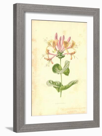 Honeysuckle-Frederick Edward Hulme-Framed Giclee Print