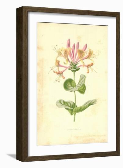 Honeysuckle-Frederick Edward Hulme-Framed Giclee Print