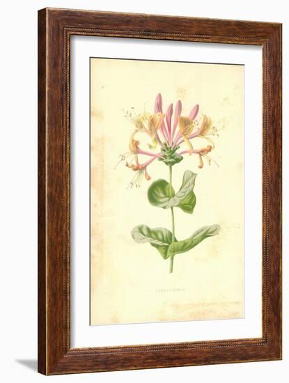 Honeysuckle-Frederick Edward Hulme-Framed Giclee Print