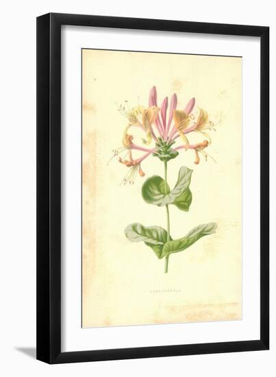 Honeysuckle-Frederick Edward Hulme-Framed Giclee Print