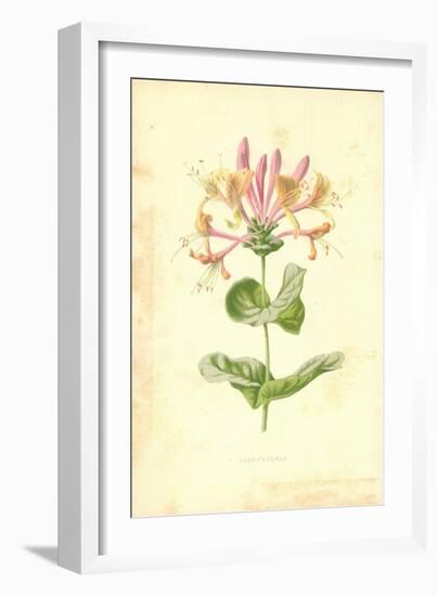 Honeysuckle-Frederick Edward Hulme-Framed Giclee Print