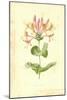 Honeysuckle-Frederick Edward Hulme-Mounted Giclee Print