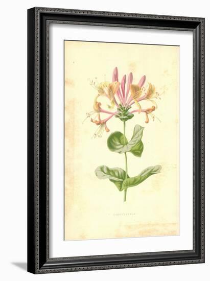 Honeysuckle-Frederick Edward Hulme-Framed Giclee Print