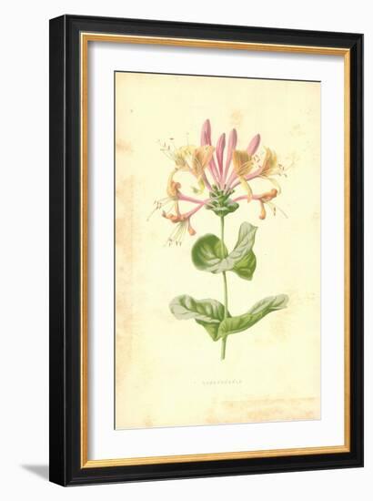 Honeysuckle-Frederick Edward Hulme-Framed Giclee Print